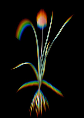 Prism Veltheimia Abyss