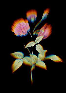 Prism Blooming China Rose