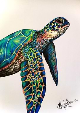 Sea Turtle