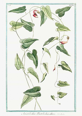 aristolochia