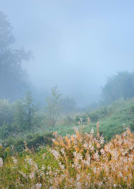 Morning Fog Above The Fiel
