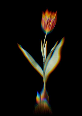Prism Tulip