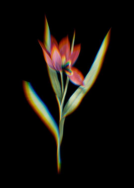 Prism Tulipa Oculus Colis