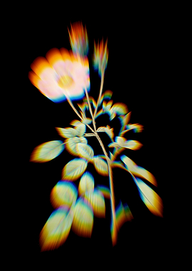 Prism Sparkling Rose