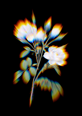 Prism Vintage White Rose