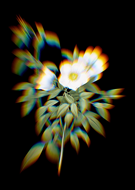 Prism White Rose of Snow