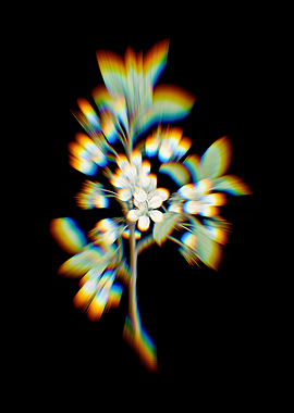 Prism White Plum Flower