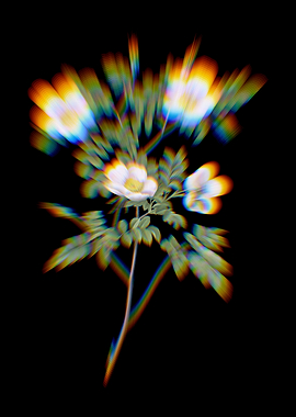 White Candolles Rose