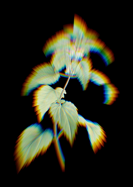 White Dead Nettle Plant