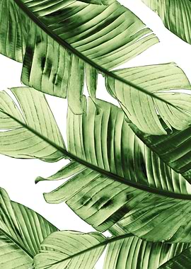 Green Banana Leaves 1