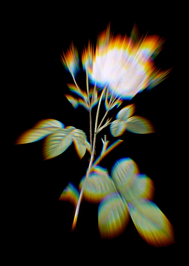 Prism White Provence Rose