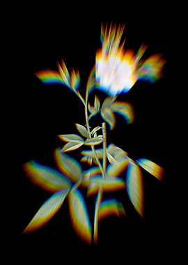 Prism White Rose of York