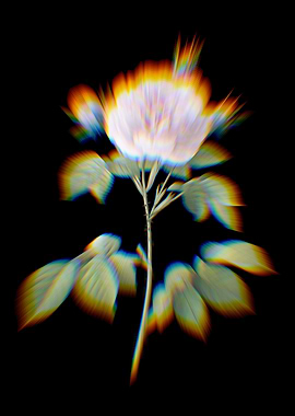 Prism Vintage Rosa Alba