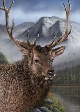 Elk