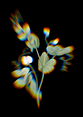 Prism White Pea Flower