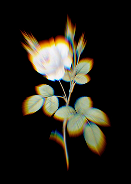 Prism White Misty Rose