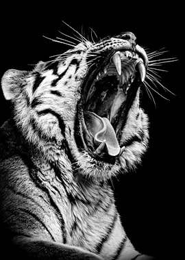 angry wild tiger head