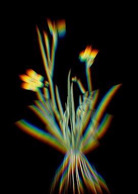 Prism Yellow Eyed Grass