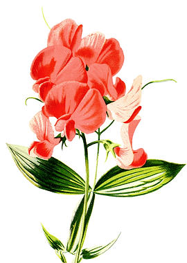 Everlasting Pea
