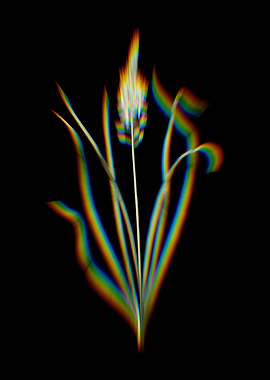 Prism Wild Asparagus