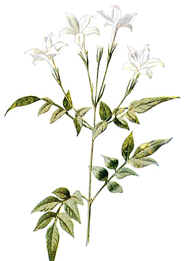Jessamine