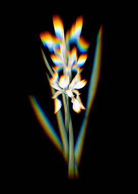 Prism Yellow Banded Iris