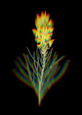 Prism Yellow Asphodel