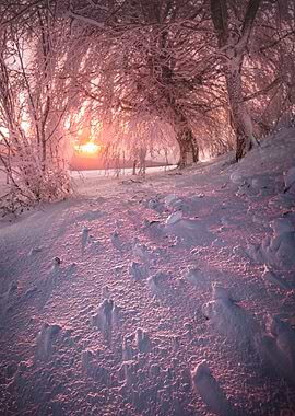 Winter forest