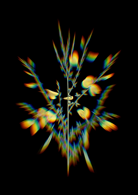 Prism Yellow Broom Flower