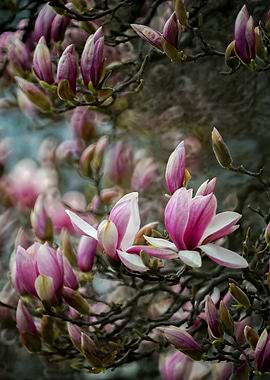 magnolia