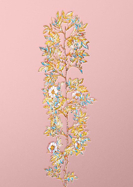 Pink Rainbow Cuspid Rose