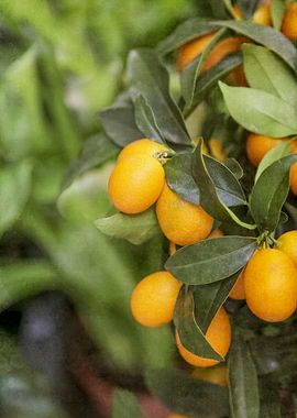 Orange and Green Citrus
