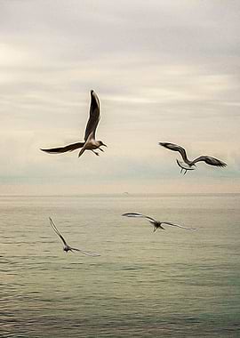 Seagulls flying on a beach