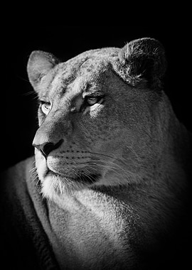 black lion queen poster