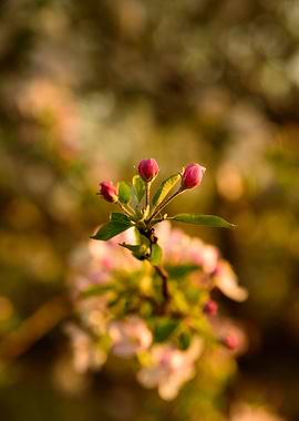 Red flower apple tree