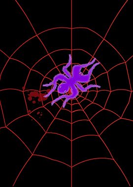 Spider Web Insect