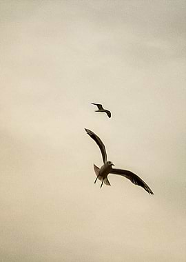 Seagulls flying on a beach