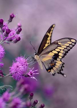 Butterfly at Flowers