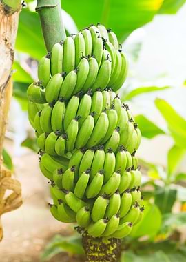 Bunch of green bananas