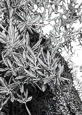 49 steps tree drawing B3