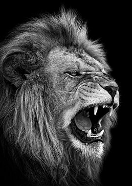 angry wild lion roaring