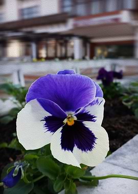 Pansy on the sidewalk