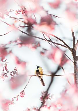Bird in Sakura