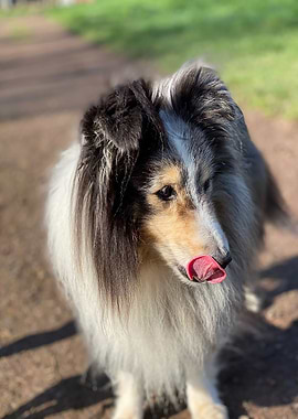 Sheltie