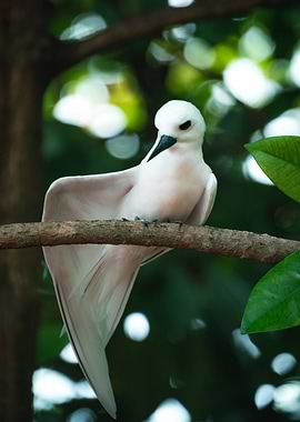 White Tern Portrait 1