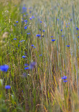 Field Flower Nature Cornfl