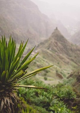 Agave Plants In Front Of L