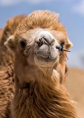 Camel camel