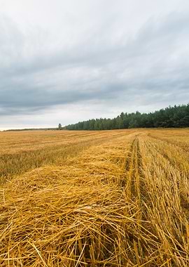 Agriculture Nature Harvest