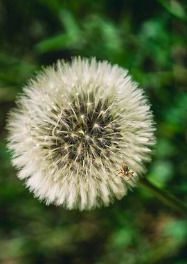 A spider on a dandelion